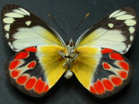Adult Male Under of Scarlet Jezebel - Delias argenthona argenthona